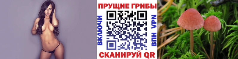 закладки  Фёдоровский  Псилоцибиновые грибы Cubensis 